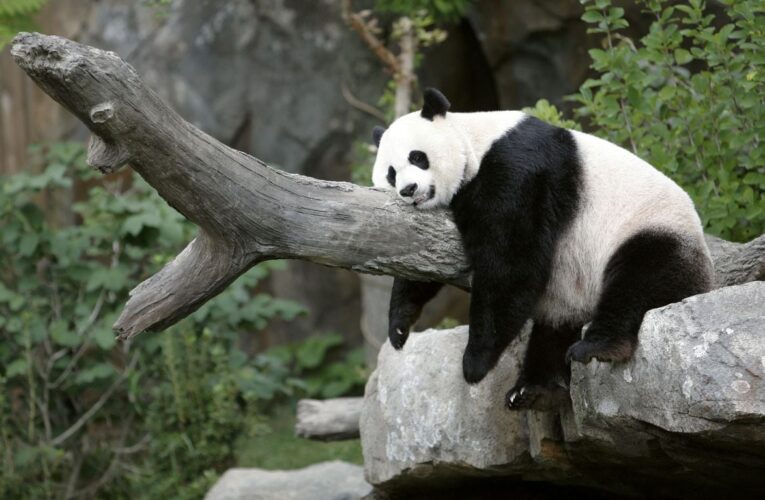 Estados Unidos despide en Washington a sus penúltimos osos chinos: ¿se agota la diplomacia de los pandas? | Internacional